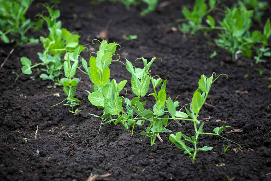 Arugula Companion Plants