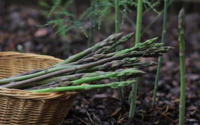 Companion planting with Asparagus : 18 Mind-Blowing Plants!