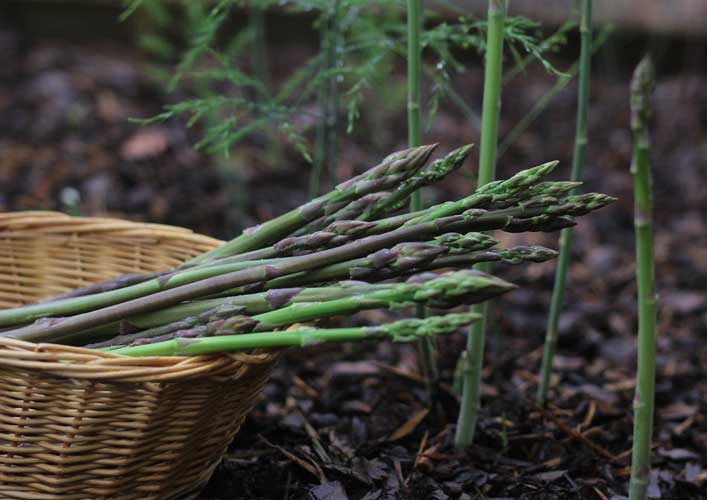 Companion Planting Asparagus