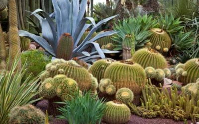 17 Fastest Growing Cactus Species for Your Thriving Garden