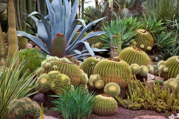 Fastest Growing Cactus Species