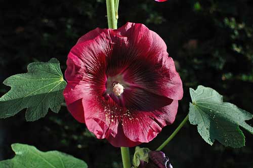 Hollyhock-(Alcea-rosea)