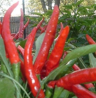 Japanese Santaka Peppers