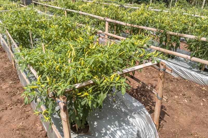 Be Amazed: Peppers That Grow Upwards