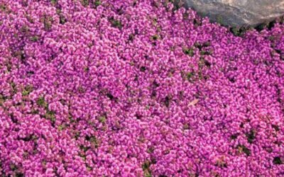 Red Creeping Thyme Texas Tough & Fragrant Groundcover