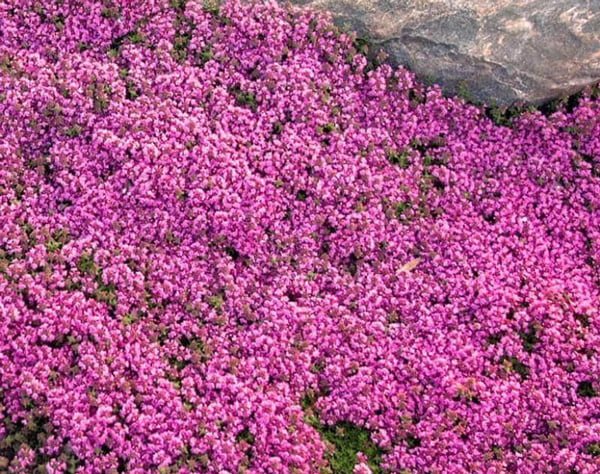 Red Creeping Thyme Texas