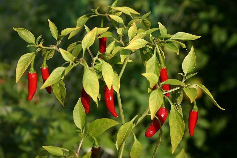 Thai peppers