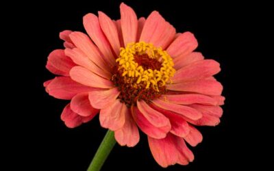 18 Best Zinnia Companion Plants to Boost Blooms