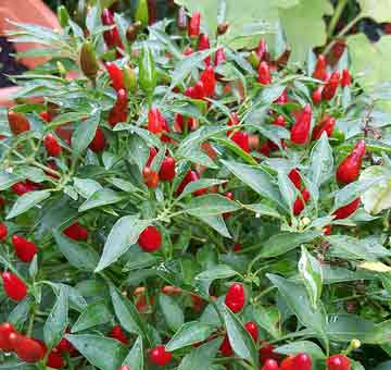 peppers-that-grow-upwards