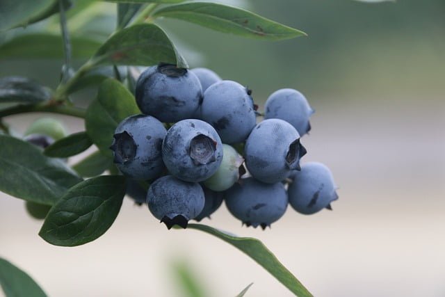 blue-berries