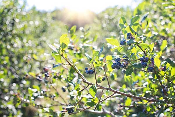 blue-berries 2