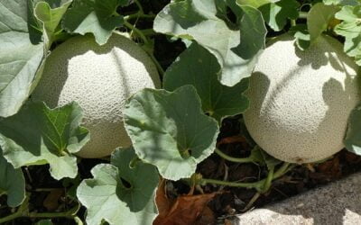 31 Powerful Cantaloupe Companion Plants and 8 To Avoid