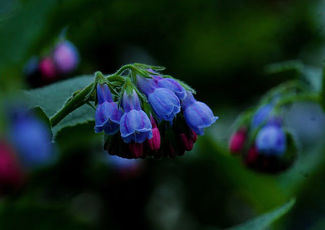 comfrey look alikes