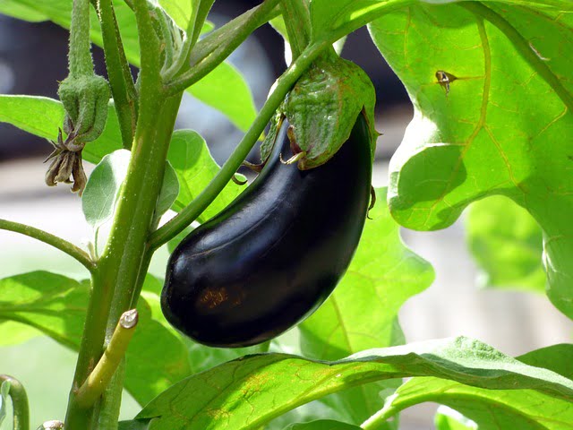 eggplant