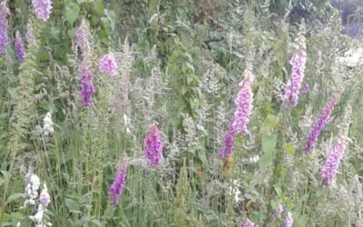 Discover 7 Must Know Foxglove Look Alike Plants Now!