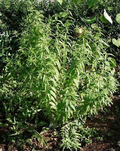 Lemon Verbena Companion Plants