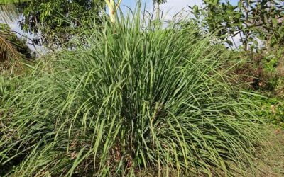10 Game-Changers Lemongrass Companion Plants Find Out Why!