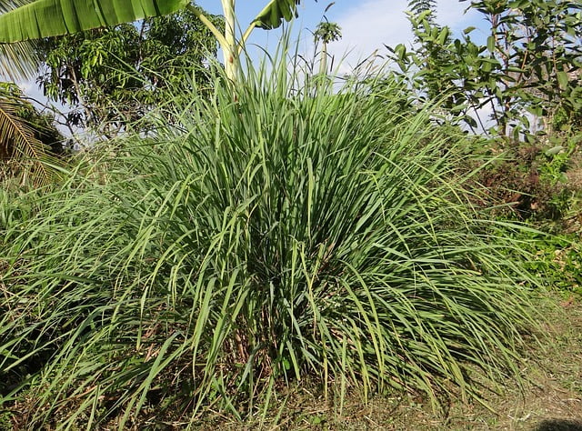 lemongrass companion plants