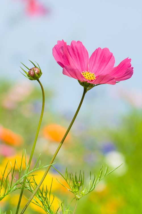pink-cosmos-flower