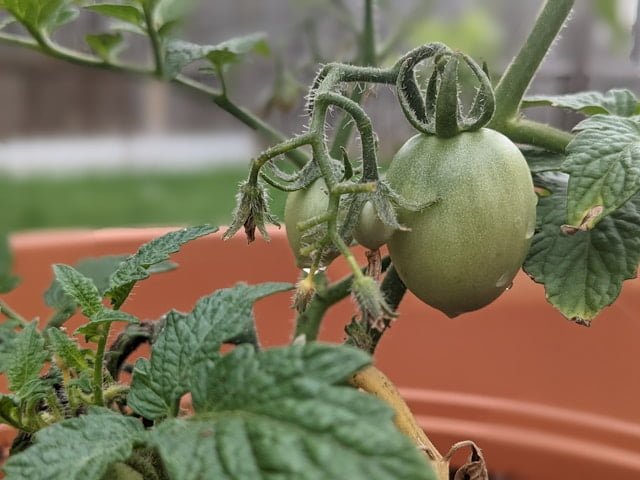 tomato plant browning leave