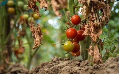 Brown Leaves on Tomato Plants: Diagnosing and Solution