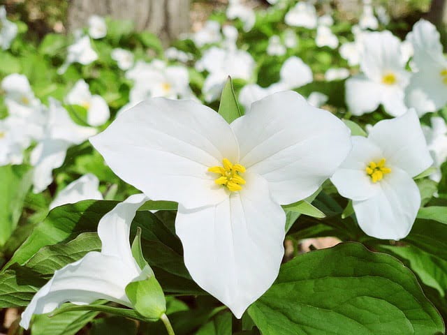 trillium