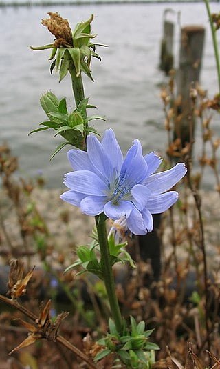 Chicory