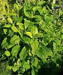 Lemon_balm