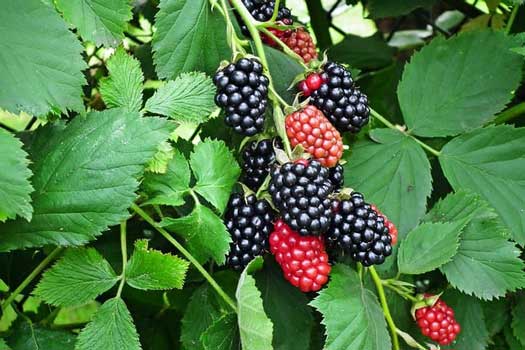 Thornless blackberries