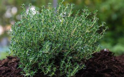 Thyme Companion Plants Discover 19 Best Plants