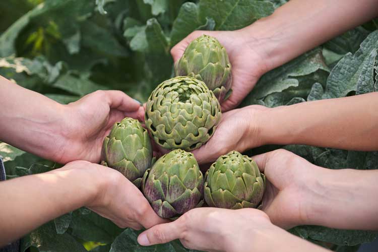 companion planting with artichokes