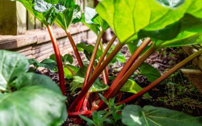 Discover 15 Must-Have Companion Plants for Rhubarb