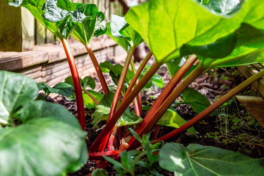 companion plants for rhubarb