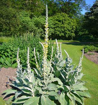 dense-flowered mullein