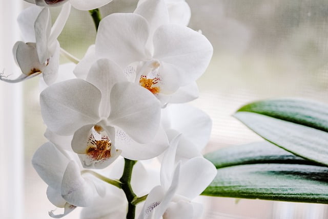 Orchids