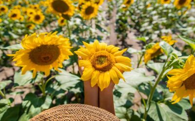 25 Powerful Sunflower Companion Plants Find Out Why!