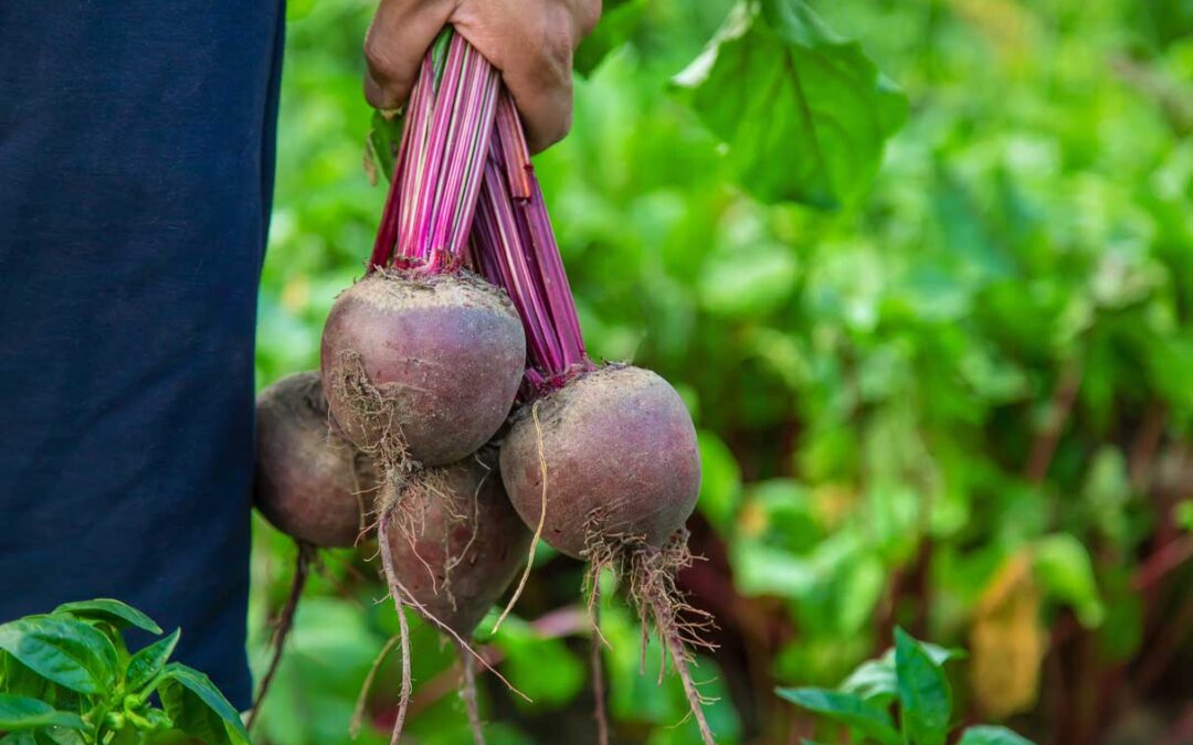 Companion Plants for Beets