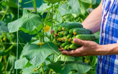 27 Must Know Cucumber Companion Plants