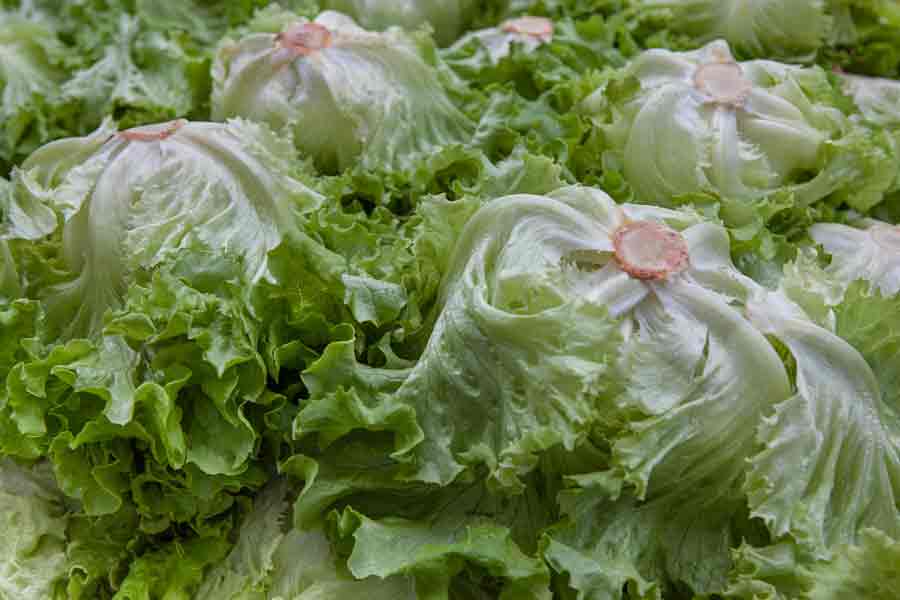 23 Astonishing Lettuce Companion Plants