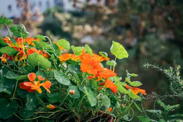 23 Powerful Nasturtium Companion Plants