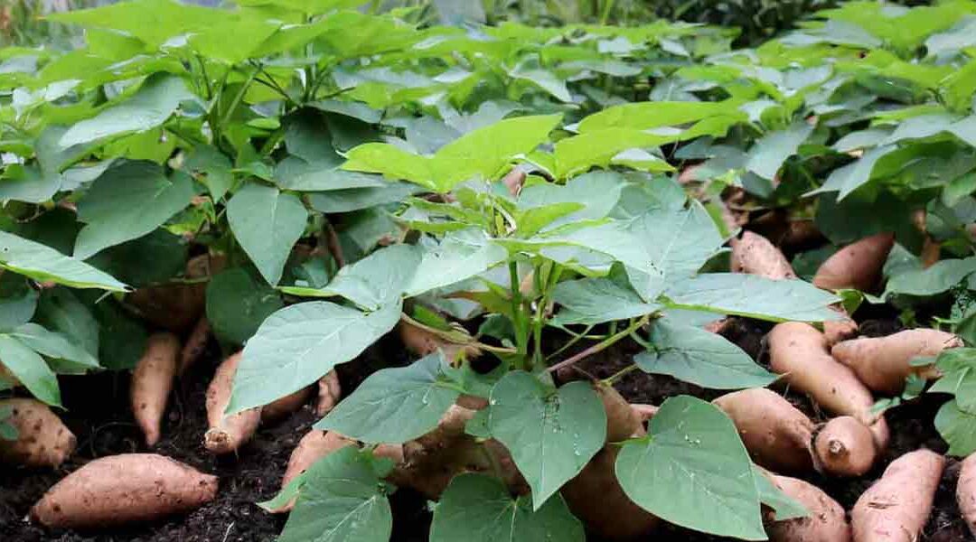 Sweet Potato companion plants