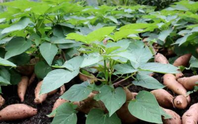 18 Ideal Sweet Potato Companion Plants