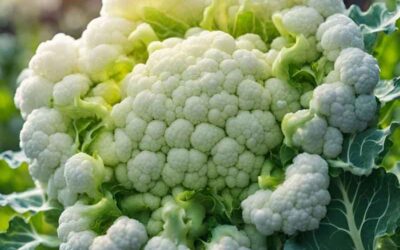 Get Excited: 26 Mind-blowing Cauliflower Companion Plants