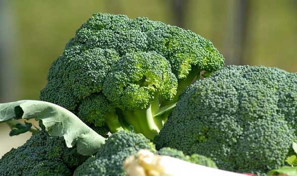 Broccoli - 1