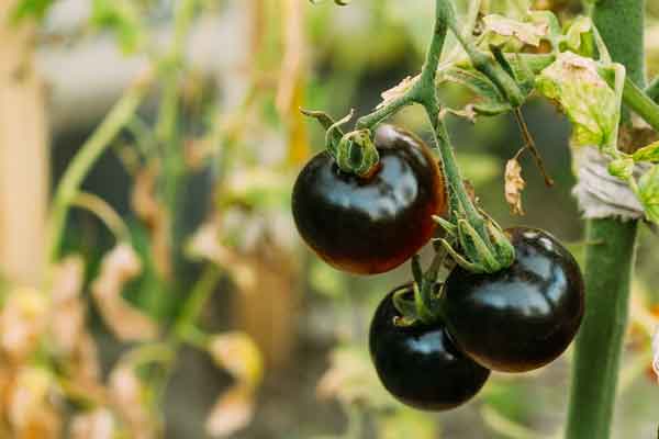 Black Beauty Tomato 2