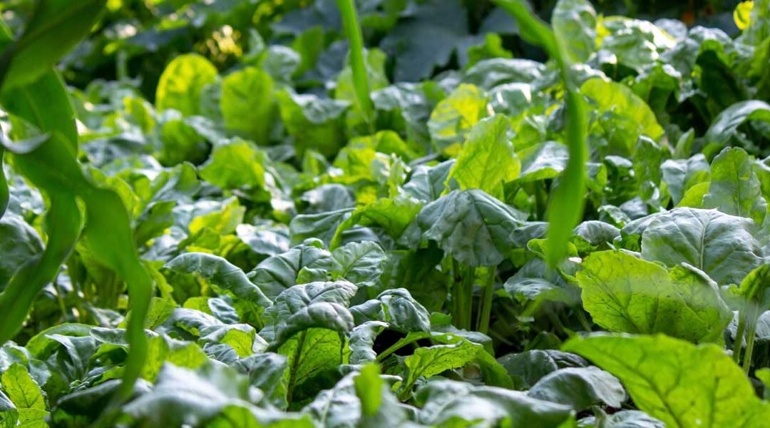 companion plants for spinach