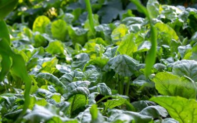 30 Powerful Companion Plants for Spinach