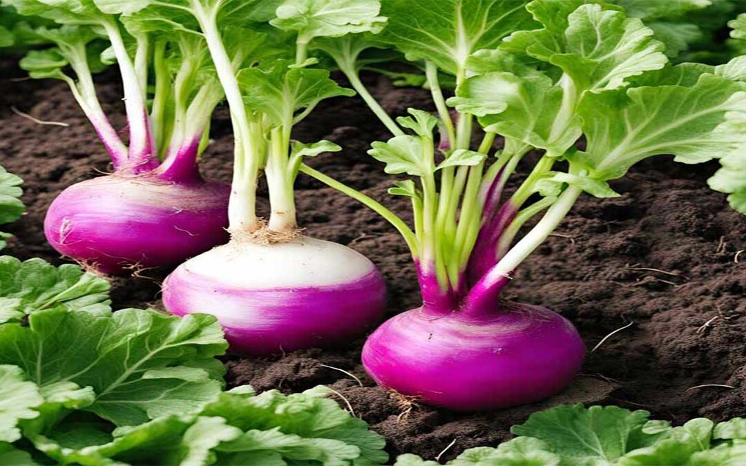 companion planting with turnips
