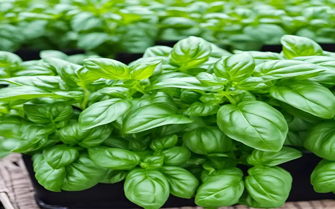 Basil Companion Plants