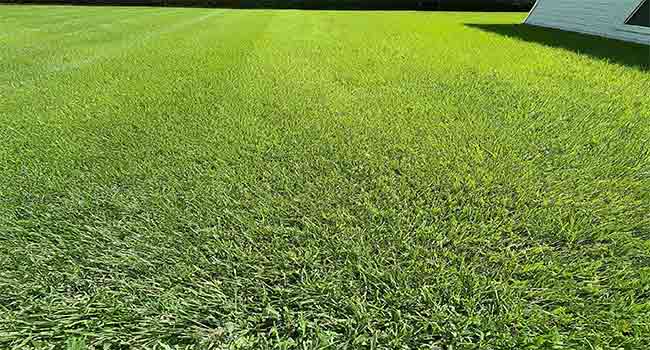 Bermuda Grass